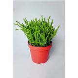Toptan Kaktüs Prenses Çami büyük boy Crassula Muscosa 12 cm saksıda