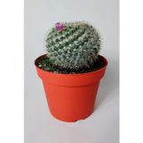 Toptan Kaktüs Yaşlı Kadın Kaktüsü (Mammillaria Hahniana) – kolay bakım, küçük çiçekler 8.5 cm saksıda