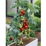 Totem Cherry Domates Tohumu
