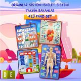 Tox 4 Set 151 Parça Tox Iskelet , Iç Organlar Sistemi , Takvim ve Rakamları Öğreniyorum Keçe Cırtlı Duvar Panoları , Eğitici Oyuncak - Renkli