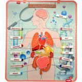 Tox Iç.organlar Sistemi Keçe Duvar Panosu