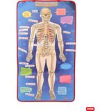 Tox Iskelet Sistemi Keçe Duvar Panosu