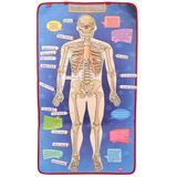 TOX TOYS İskelet Sistemi Keçe Duvar Panosu, Eğitici Oyuncak