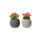 ToXA 2 Adet 1,2 Litre Renkli Set Yuvarlak Plastik Mercan No4 Saksı Çiçek Saksısı 17,5cm