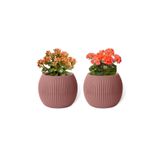 ToXA 2 Adet 1,2 Litre Soft Pembe Yuvarlak Plastik Mercan No4 Saksı Çiçek Saksısı 17,5cm