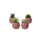 ToXA 4 Adet 0.15 Litre Soft Pembe Mini Mercan No1 Kaktüs Sukulent Saksısı Minik Plastik Saksı 88x68mm