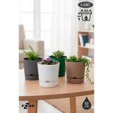 ToXA 4 Adet 0.5 Litre Karışık Begonya Saksı Küçük Boy Tabaklı Dekoratif Mat Plastik Saksı