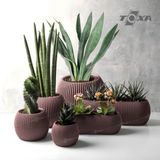 ToXA 6 Parça Mercan Saksı Seti Soft Pembe