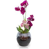 ToXA Buule Orkide Saksısı Antrasit 2 Litre 17CM Drenajlı Yuvarlak Kristal Plastik Tasarım Saksı Bl-An - 17x15cm 2 Litre