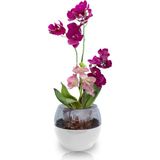 ToXA Buule Orkide Saksısı Beyaz 2 Litre 17CM Drenajlı Yuvarlak Kristal Plastik Tasarım Saksı Bl-By - 17x15cm 2 Litre
