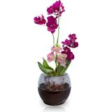 ToXA Buule Orkide Saksısı Siyah 2 Litre 17 Cm Drenajlı Yuvarlak Kristal Plastik Tasarım Saksı Bl-Sy - 17x15cm 2 Litre