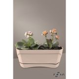 ToXA Modern Balkon Saksısı 5 Litre Bej Latte 35CM Tabaklı Delikli Plastik Saksı No1