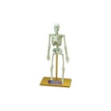 TOYFEST Bilim Seti : İnsan İskeleti