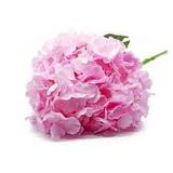 Toz Pembe Ortanca Fidanı Hydrangea Mocnophylla 10-20 Cm