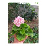 Toz Pembe Sardunya Çiçeği Fidesi 10-20 cm