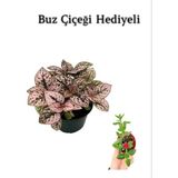 Toz Pembe Zarif Yapraklı Hostes Sevgililer Gününe Özel Buz Çiçeği Hediyeli