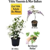 Tr Kokulu Yıldız Yasemin Çiçeği, Mor Salkım Ağacı Fidanı, Itır Çiçeği Hediyeli Peyzaj - Genel