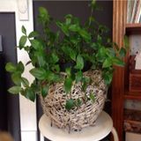 Tradescantia Albiflora Telgraf Çiçeği Fidesi(3 Adet)