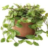 Tradescantia Flumensis Telgraf Çiçeği Fidesi(5 adet)
