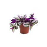 Tradescantia Nanouk Pembe Telgraf Çiçeği Ithal 12.Cm .Büyük Boy Saksıda, Serada100