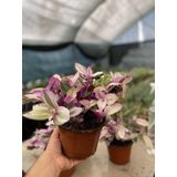 Tradescantia Nanouk Telgraf Çiçeği 13 Lük Saksıda