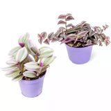 Tradescantia Nanouk & Zebrina Set 2 Adet Telgraf Çiçeği Fidanı