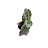 Tradescantia Nonuk Telgraf Çiçeği Fidanı 10-20 Cm Yeşil Pembe