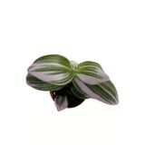 Tradescantia Nonuk Telgraf Çiçeği Fidanı 10-20 cm