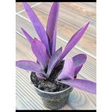 Tradescantia Purple Passion Mor Telgraf Çiçeği Fidanı 10-20 Cm