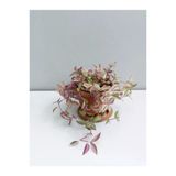 Tradescantia Telgraf Çiçeği Fidanı Pembe 10-20 Cm