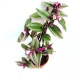 Tradescantia Telgraf Çiçeği Fidanı Pembe 10-20 Cm