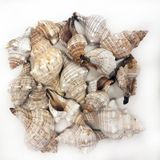 Trapezium Kiloluk Deniz Kabuğu (1 Kg)