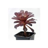 Tree Aeonium Radyasyon Emici Irlanda Gülü