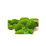 trendbahce Top Yosun Şoklanmış Ort.500 Gr. Ballmoss Yosun Açık Yeşil