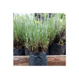 trendege 1 Adet Poşetli Tüplü Angustifolia Lavanta Fidesi Fidanı