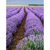 Trendege 50 Adet Angustifolia Lavanta Fidesi Fidanı Açık Kök
