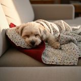 TrendyPati Çift Taraflı Poplin & Polar Köpek Battaniyesi ve Yastık Seti – Yumuşak, Sıcak ve Konforlu - Koyu Kırmızı