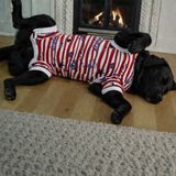 TrendyPati Köpekler Için Ameliyat Sonrası Koruyucu Penye Tulum - Saks Mavi - Kırmızı - 2XL