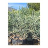 Trilya Zeytin Fidanı 1 Adet Tüplü 50-75CM Bol Verimli Sofralık Zeytin