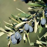 TRİLYE (GEMLİK) ZEYTİN FİDANI 1 ADET