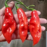 Trinidad Seasoning Biber Tohumu (15 Adet)