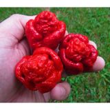 Trinidat Moruga Scorpion Tohumu Tropikal Sebze Tohumları 5 Adet Tohum