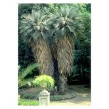 Trithrinax Campestris Palmiye Tohumu 2 Adet Tohum
