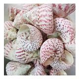 Troca Strawberry Kiloluk Deniz Kabuğu (1 KG)