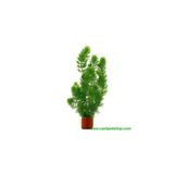 Tropica Çam Akvaryum Bitkisi 1 Saksı 5 Kök