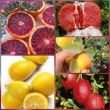 Tropik Market 5 li Aşılı Özel Narenciye Fidanı Pakedi (Kan Portakal, Limequat, Şadok, Blood Lime, İri kamkat)