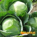Tropik Market Beyaz Lahana Yalova 1 Tohumu Paket 25 gr.