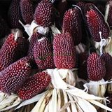 Tropik Market ÇİLEK MISIR (Strawberry Popcorn) TOHUMU (15 Adet)