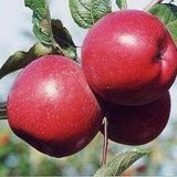 Tropik Market FUJİ ZHEN AZTEC ELMA (2.5 YAŞ TORBALI 80 CM ÜZERİ)