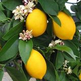 Tropik Market İki Adet Tüplü Yediveren Bodur Mayer Limon Fidanı (3 yaş)
